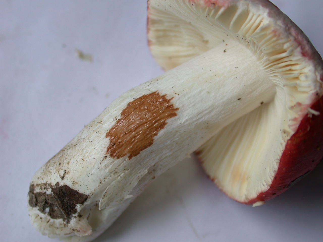 Russula pseudointegra ....